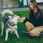 Himalayan Dog Chews and Why Dogs Enjoy This Long Lasting Treat